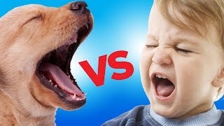 Ultimate Puppy vs Baby Showdown [upl. by Nicolina769]