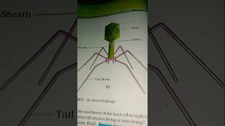 Simple Model of bacteriophage 🦠 ncert neet biology botany biologicalclassification [upl. by Raila]