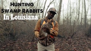 Hunting Swamp Rabbits in Louisiana [upl. by Corinna]