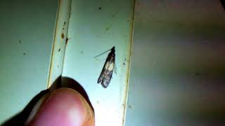 Indian Mealmoth in the Kitchen of Early Spring ノシメマダラメイガ（蛾）成虫が早春に台所で発生 [upl. by Leirum]