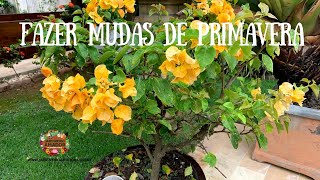 Como fazer mudas de primavera ou bougainville por alporquia [upl. by Homerus]