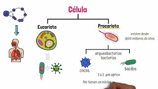 Célula Procariota [upl. by Robet379]