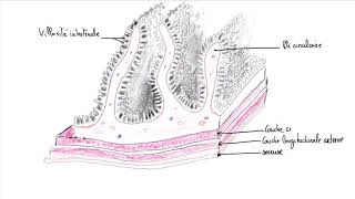 La structure histologique du tube digestif [upl. by Ayikur]