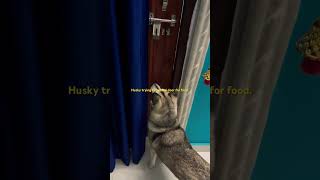 Husky open d door for food [upl. by Nilam599]