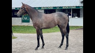 HIP 1892  f by MCKINZIE out of Amalfi Queen [upl. by Raynold]