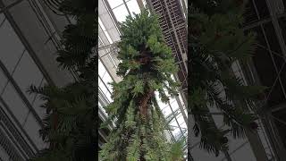 One of the largest Wollemi pines in Europe shorts [upl. by Aifoz]