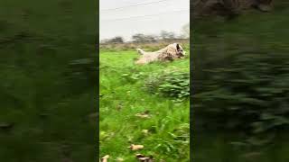 Barney dog got two trains for one today 🚆 ❤️ 🐶 tibetanterrier funnyanimals doglife [upl. by Nnair]