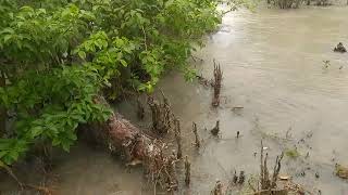 Pneumatophores at Bichitrapur [upl. by Elok]