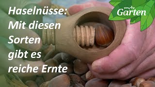 Haselnusssorten für eine gute Ernte  MDR Garten [upl. by Kalasky]