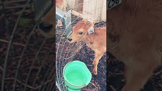 Happy calf babycow calf farmlife animals cutefarmanimal happyanimals cute [upl. by Llenahc]