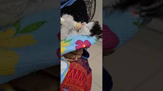 How to feed kitten milk to the newborn cat shortvideoshortsvideoshortsshortcatkittenanimals [upl. by Nnairret615]