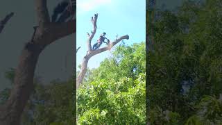 Pattukkottai sabarinathan tree cutter [upl. by Glyn]