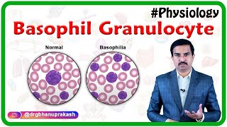 Basophil granulocyte basophil  Blood Physiology [upl. by Tama447]