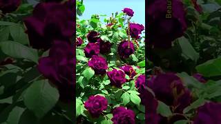 GORGEOUS purple rose rose nature beautiful roses ytviral [upl. by Adnirol107]