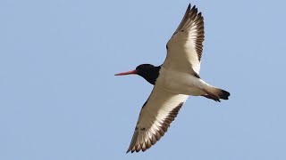 Oystercatcher Spectacular Flight to Roost  British Birding [upl. by Sheelah]