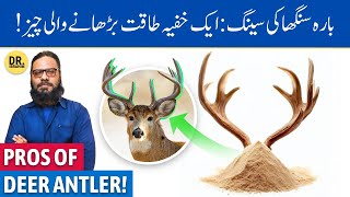 Barasingha Ki Singh Ke FaydeIstemal  Deer Antler Velvet Powder  Dr Ibrahim [upl. by Melamed]