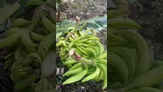 Ivo Arrey Mbongaya on ecofriendly farming and harvesting of plantains [upl. by Nnateragram195]