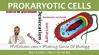 Alevel IMMUNITY and ANTIGENS Cell recognition and lymphocytes to detect pathogens and selfcells [upl. by Kenimod626]