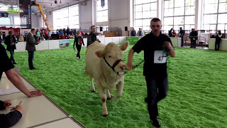 Krajowa Wystawa Zwierząt Hodowlanych 2017 [upl. by Nordna]