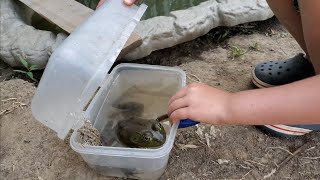 Throwback Thursday feeding Christophers catfish in mini garden pond June 2020 [upl. by Yeliab]