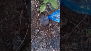 How set a slow release irrigator under passion fruit [upl. by Damiano]