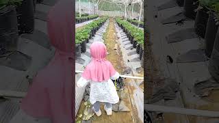 Metik stroberi 🍓vlog fyp stroberry [upl. by Layla552]