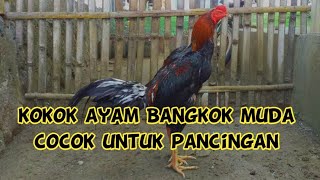 Kokok ayam Bangkok muda cocok untuk didengarpancingan  serak amp merdu [upl. by Arihay697]