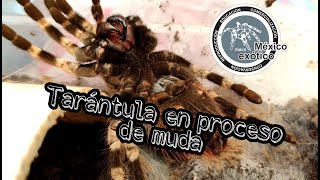 Tarántula en proceso de muda  México exótico  Víctor D [upl. by Dirfliw154]