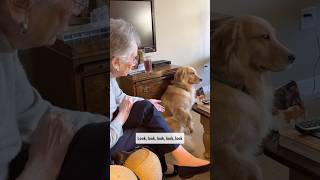 Grandma  Golden Retrievers  Unconditional Love ❤️ [upl. by Matheny]