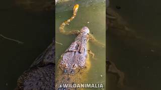 Crocodile vs Python The Ultimate Battle in the Wild [upl. by Lynna]