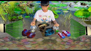 How To Make A Betta Fish Trap By Using BIG Cola Bottle With Shuttlecock At Countryside Episode 98 [upl. by Cynde312]