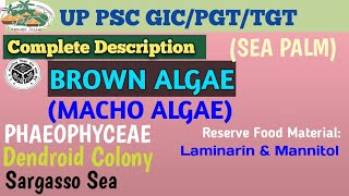 BROWN ALGAE PHAEOPHYCEAE MOST EXPECTED MCQS [upl. by Blank721]