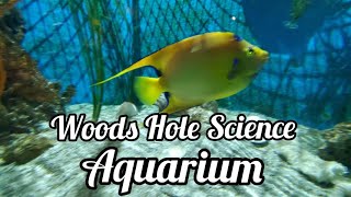 Science Aquarium  Woods Hole [upl. by Ylyl]