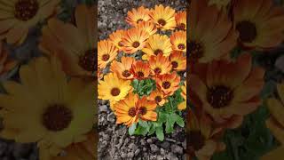 Osteospermum Orange Orbit Shorts Osteospermumflower flowers [upl. by Ivan188]