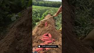 agriculture sweetpotato satisfying farming potato fruit shortsvideo automobile carping [upl. by Cerveny957]