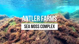 Antler Farms Sea Moss Complex 100 Pure Clean amp Wildcrafted [upl. by Ardna822]