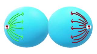 Mitotic Cell Division Explained Phases Process and Importance in Biology [upl. by Eillak]