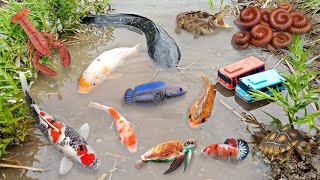 So Amazing Catching Colorful Betta Fish In The River Giant Catfish Ornamental Fish Turtle Bird [upl. by Nyleimaj]