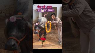 भैस🐃को आया शादी का रिस्ता💕 comedy buffalo [upl. by Kalikow]