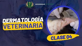 DERMATOLOGÍA VETERINARIA  CLASE 04 [upl. by Nibroc883]