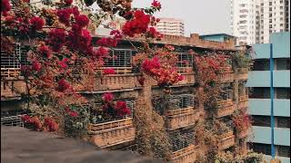 প্রিয় প্রাঙ্গন🔥🔥🔥 Willes Little Flower School And College The place where I study [upl. by Akerdna]