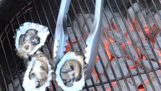 Buy Oysters for Grilled Oyster Recipe  8088427171  Ham Produce and Seafood [upl. by Purpura503]