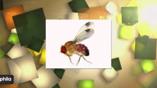 Green and Growing Tip Spotted Wing Drosophila [upl. by Audwin]