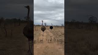 Newly Hatched Ostrich Chicks [upl. by Marigold]