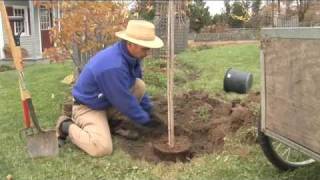 How to Plant a Tree Step by Step gardenorg [upl. by Ayatal389]