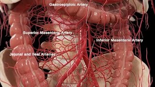 Anatomy and Physiology of Large Intestine Animation [upl. by Grosvenor800]