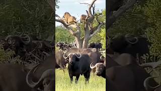 Buffalo vs Lions Shocking Moment Lions Seek Safety in Trees [upl. by Ahtiekal]