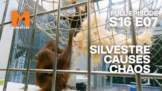 Silvestre Starts a Fight  Season 16 Episode 7  Full Episode  Monkey Life [upl. by Asital]