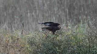 Marsh Harrier [upl. by Tai]