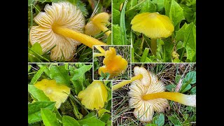 Pilzportrait Safrangelber Saftling Spitzgebuckelter Saftling Hygrocybe acutoconica H persistens [upl. by Melina]